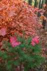 USA, New Mexico, Manzano Mountains. Autumn maple and pine tree. Art Print